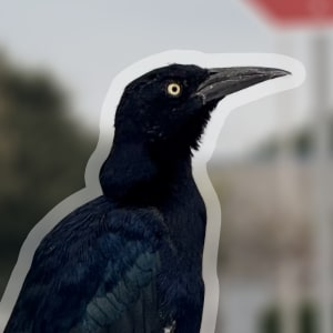 Jeff_grackle