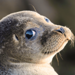 Seal